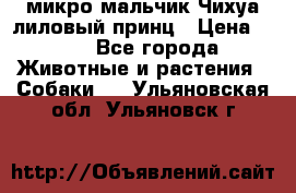 микро мальчик Чихуа лиловый принц › Цена ­ 90 - Все города Животные и растения » Собаки   . Ульяновская обл.,Ульяновск г.